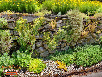 Assorted All Terrain Ground Cover Rock Wall2016407